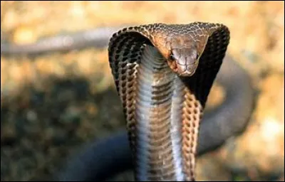 Quel est cet animal ?