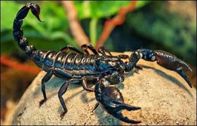 Quel est cet animal ?