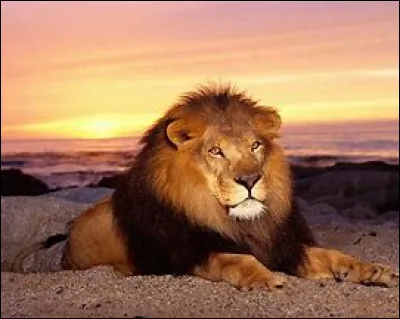 Quel est cet animal ?