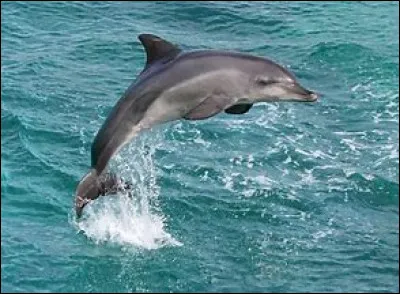 Quel est cet animal ?