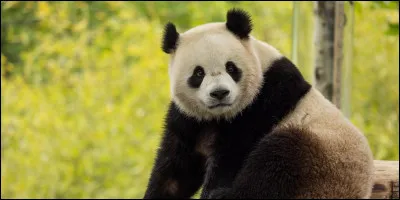 Quelle est la longévité du panda ?