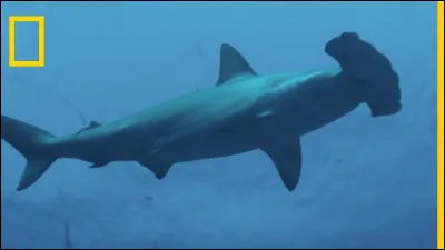 Quelle est la longévité du requin-marteau ?