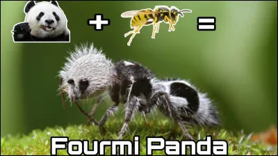Quelle est la longévité de la fourmi panda ?