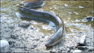 Quelle est la longévité d'une anguille ?