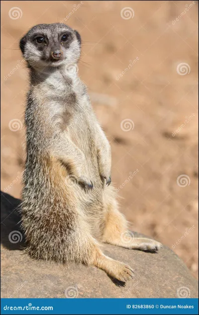 Quelle est la longévité d'un suricate ?