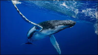 Quelle est la longévité d'une baleine à bosse ?