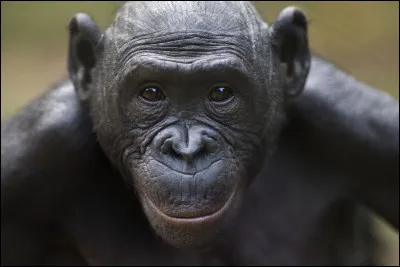 Quelle est la longévité du bonobo ?