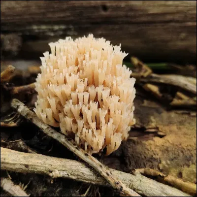 Quel est le nom de ce champignon en forme de buisson qui pousse sur bois ?