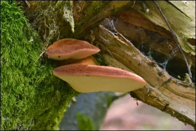 Quel est le nom de ce champignon rouge poussant sur les arbres ?