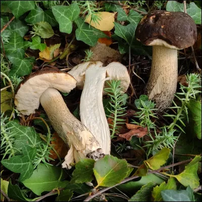 Quel est le nom de ce bolet ?