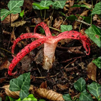 Quel est le nom de ce champignon étrange à l'odeur nauséabonde ?