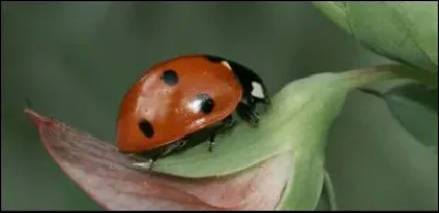 Une coccinelle peut mesurer 3 centimètres.