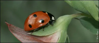 Une coccinelle peut mesurer 3 centim&egrave;tres.