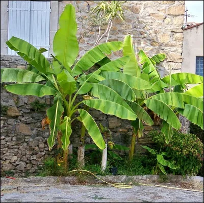 Cet arbre est un baobab.