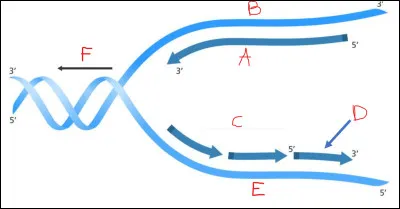 Complétez le schéma suivant.