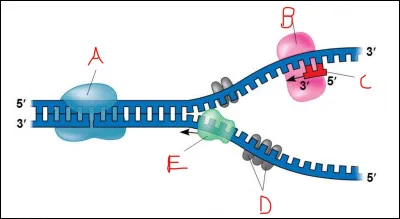 Complétez ce schéma.