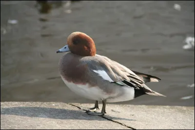 Pour Alfred L. Werker, qui est tragique, en 1931 ?
