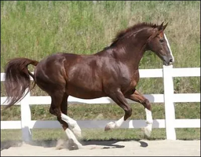 Quelle est cette race ?