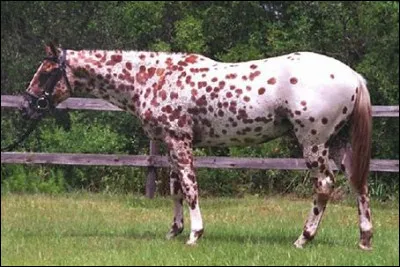 Quelle est cette race ?