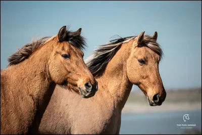 Quelle est cette race ?