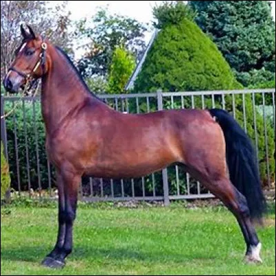 Quelle est cette race ?