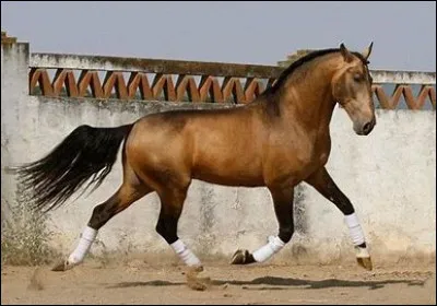 Quelle est cette race ?