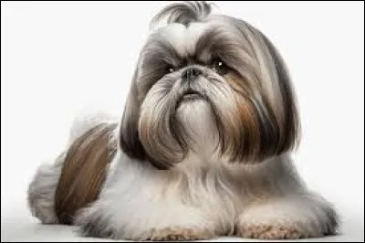 Quelle est la race du chien ci-dessus ?