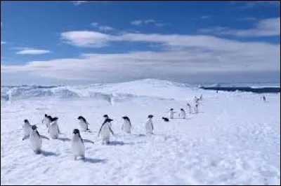 En quelle année a été découverte la terre Adélie et par qui ?