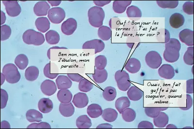 Et que fait-il avec les femelles anophèles en attendant qu'elles se nourrissent ? Pami leurs glandes salivaires, avec les enzymes anti-inflammatoires et [...Quoi donc ?...] naturels des moustiques, il se cache !