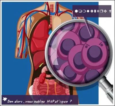 Puis, ils se ruent vers les cellules hépatiques : ils s'y cachent encore, se multiplient, se transforment... En une semaine, combien seront-ils ?