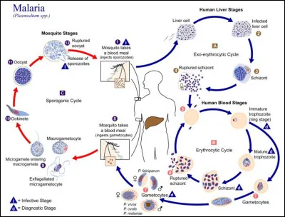 Voici schématisé le "chemin de la malaria". Ça donne un peu le tournis, mais autour de quel organe, exactement ?