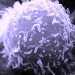 Comment appelle-t-on communment les leucocytes ?