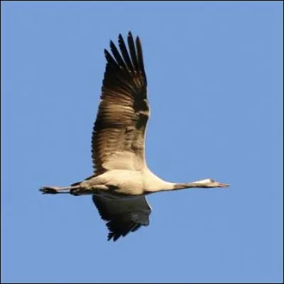 Quel oiseau de la famille des diomédéidés possède la plus grande envergure ?