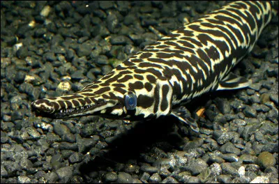 Comment te bats-tu si tu es un gars ?