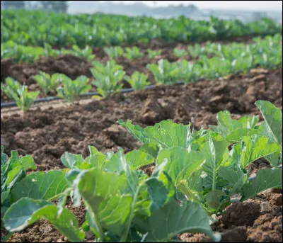 Quand en fait-on les semis ?