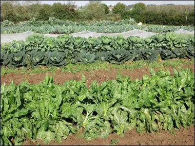 Il sera récolté...