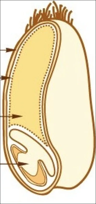 VIII - La farine
Lors de la coupe dun grain de blé, on peut voir différentes parties, qui se nomment :