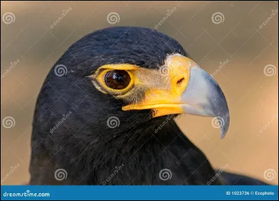 "L'Aigle noir" est le titre d'une chanson de Barbara.