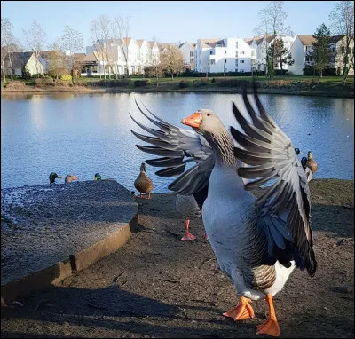 Au nord de la ville, on peut se balader autour des 3 étangs de la Garenne. La faune aquatique fait l'ambiance, d'ailleurs, je vous invite à emprunter ce passage piéton singulier qui traverse l'avenue du Chemin Vert pour vous y rendre. Mais, il a une particularité, laquelle ?