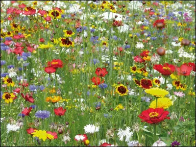 Quelle jeune artiste américaine est à l'origine du titre "Wildflower" ?