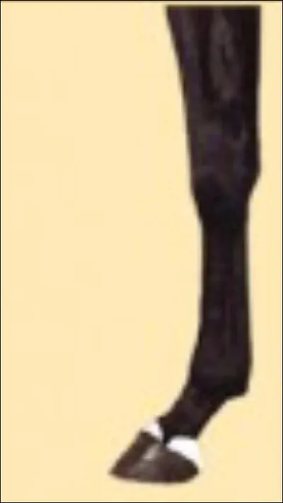 Quelle est cette balzane ?