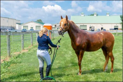 Comment parler à mon cheval ?