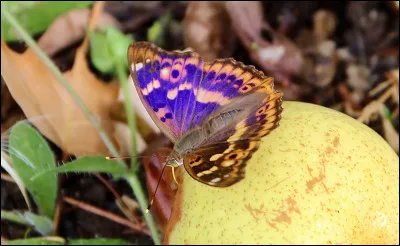 Quelle est l'espèce de ce papillon ?