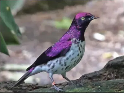 Quel est le signe particulier du bruant varié ?