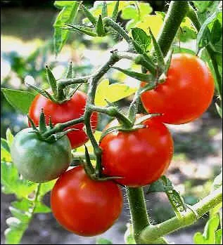 Tout le monde sait bien aujourd'hui que la tomate est un. .