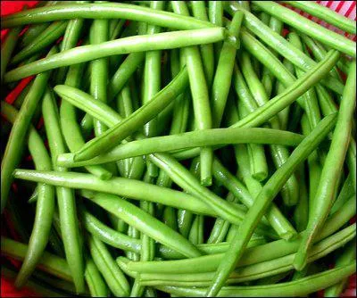 Le haricot vert est un. .