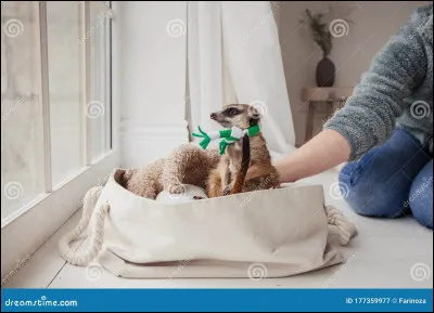 Les suricates vivent pendant 20 ans.