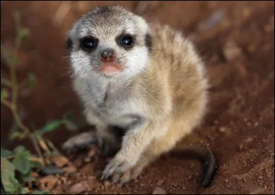 Les bébé suricates s'appellent les suritons.