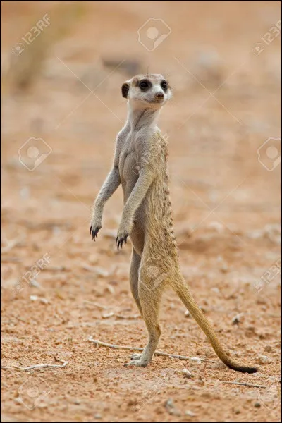 Le suricate est une petite mangouste.