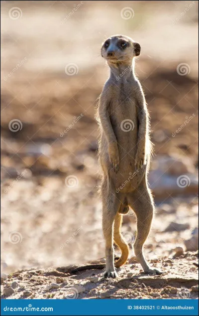 Les suricates sont très dangereux pour l'homme.